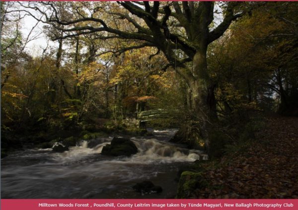 Milltown Woods Forest, Poundhill, County Leitrim. Image by Tünde Magyari, New Ballagh Photography Club